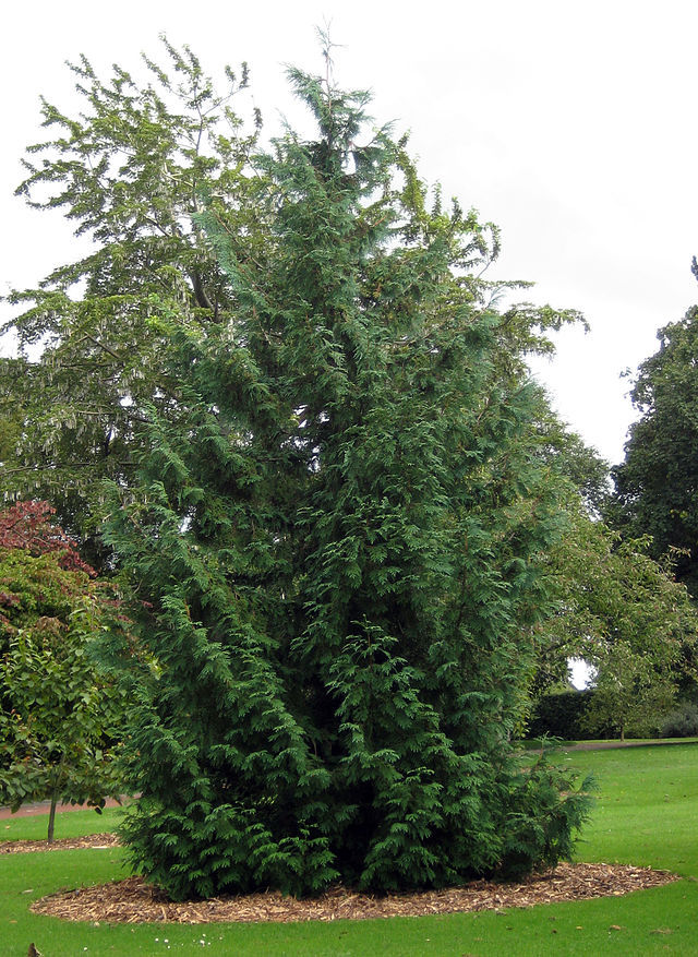 Thuja standishii
