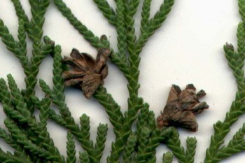 Thuja standishii