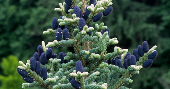 Abies squamata