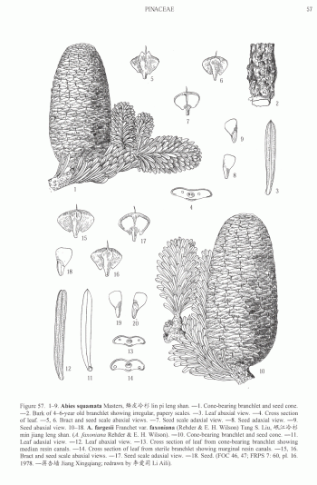 Abies squamata