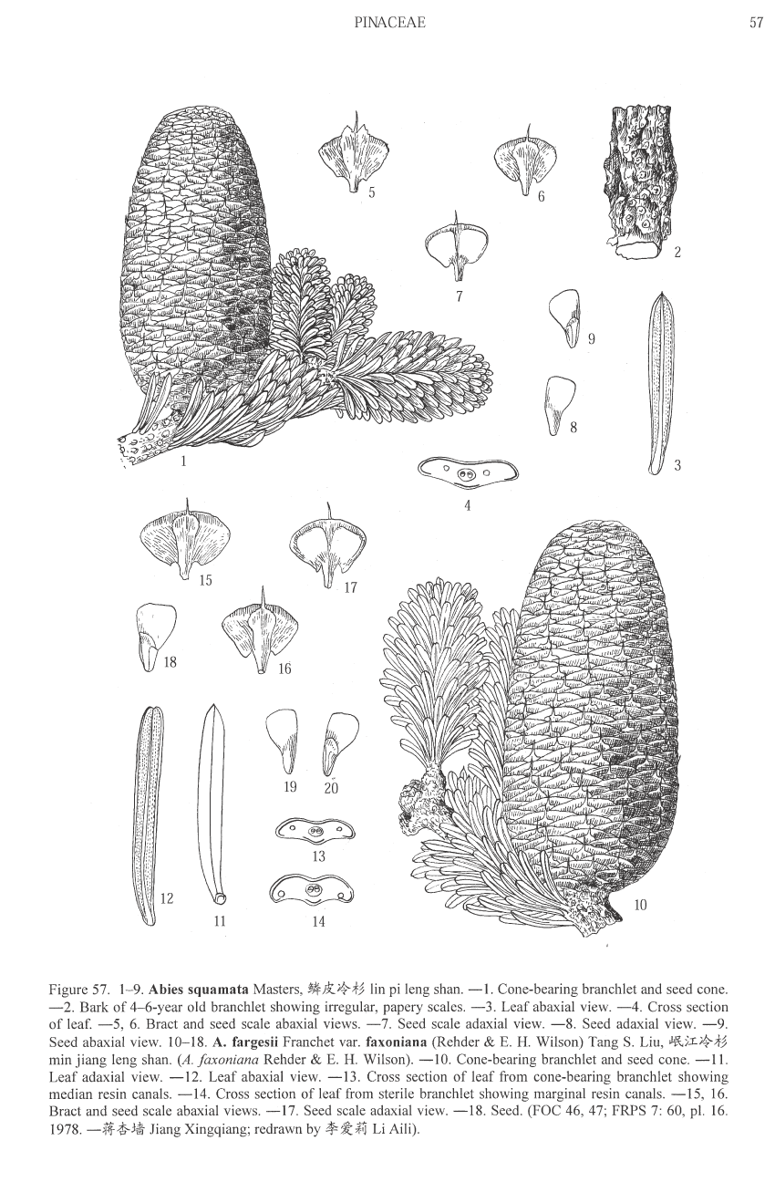 Abies squamata
