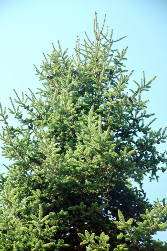 Abies squamata