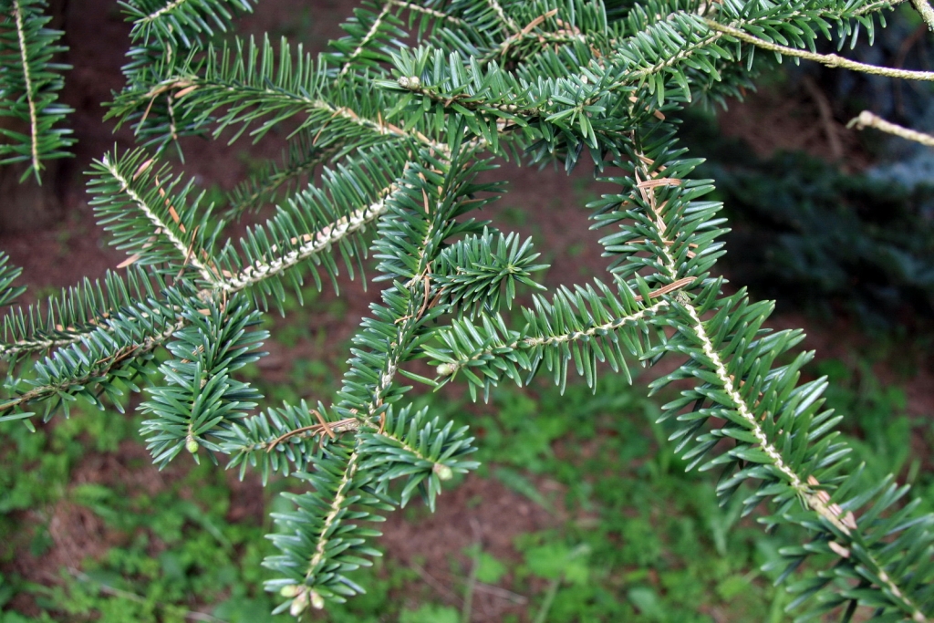 Abies squamata