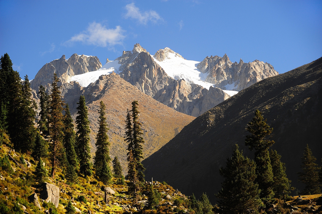 Abies squamata