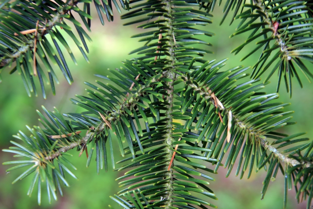 Abies squamata