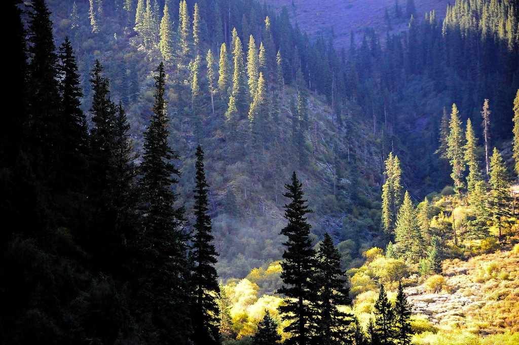 Abies squamata