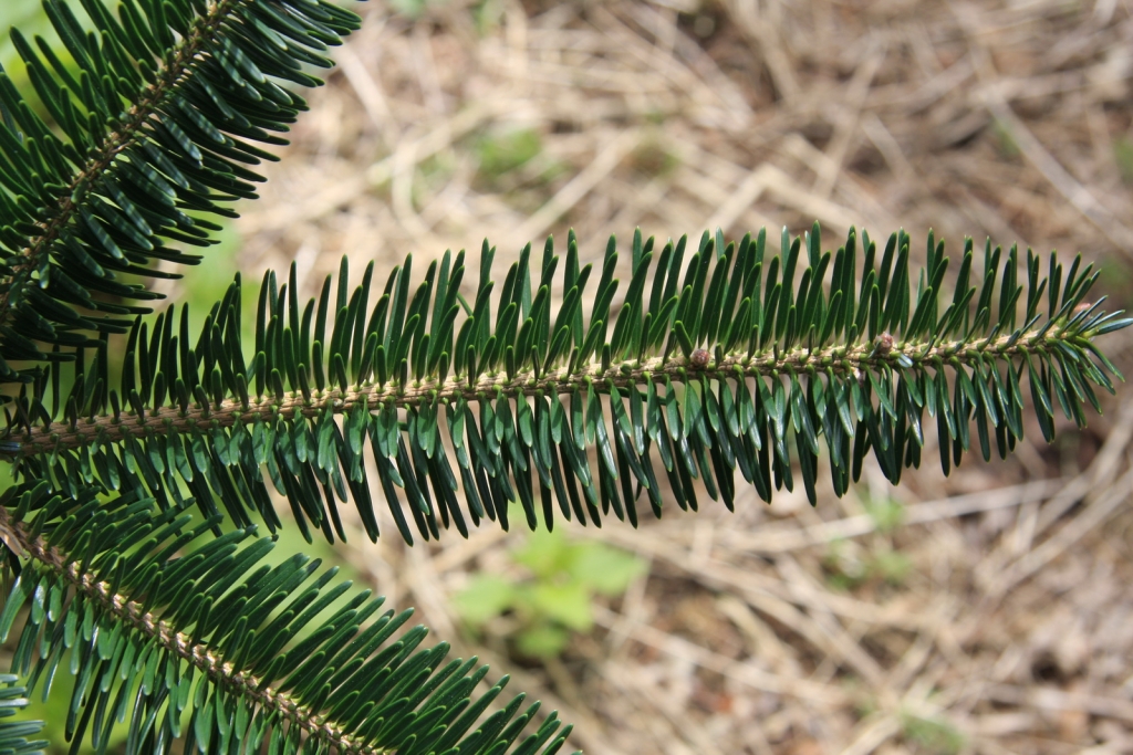Abies squamata
