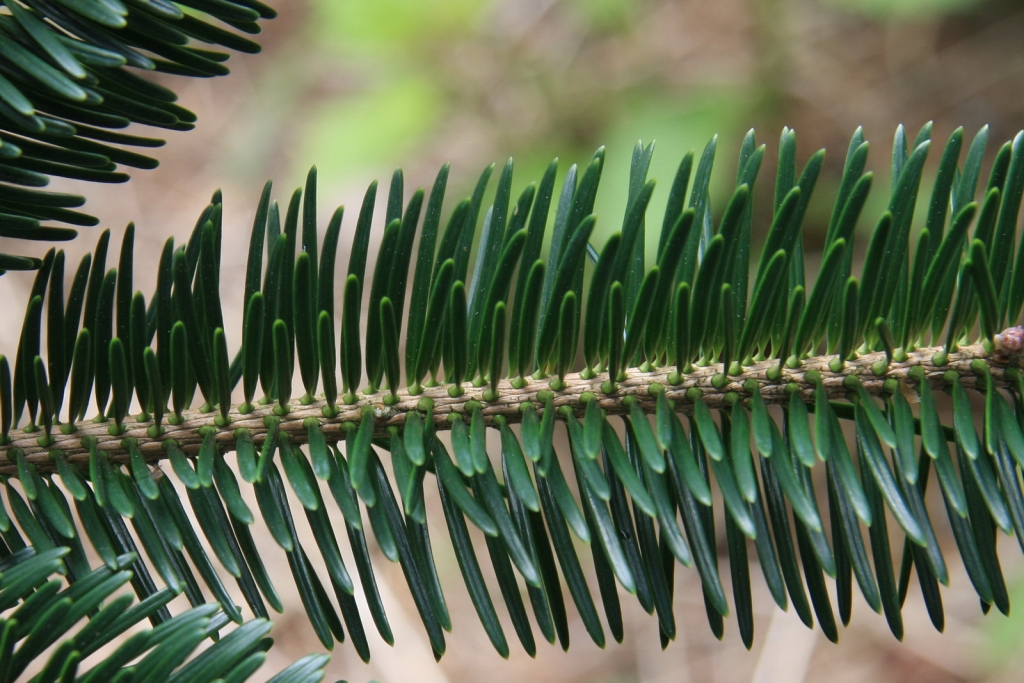 Abies squamata