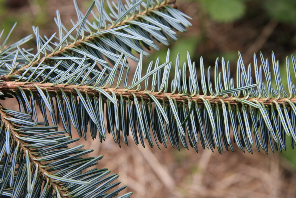 Abies squamata