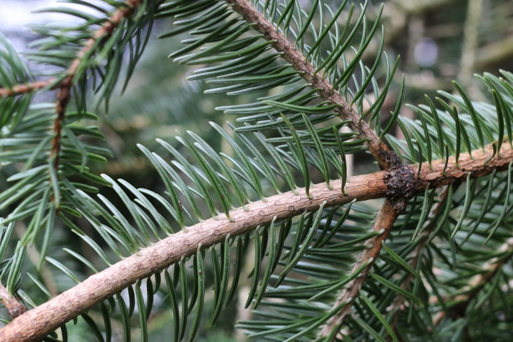 Abies squamata