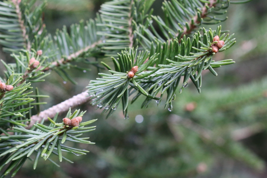 Abies squamata