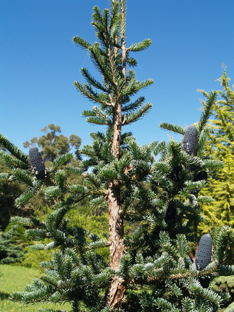 Abies squamata