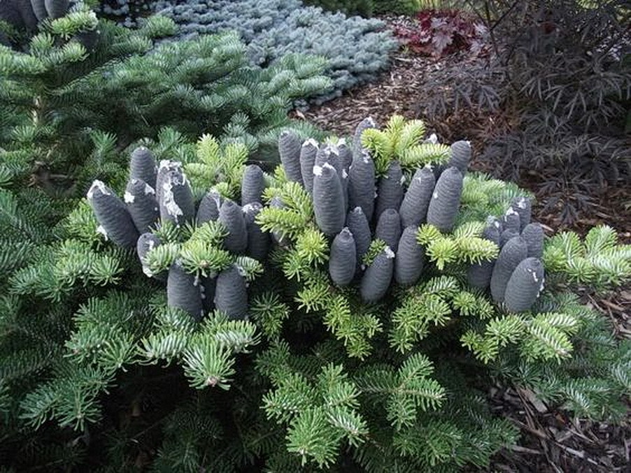 Abies squamata