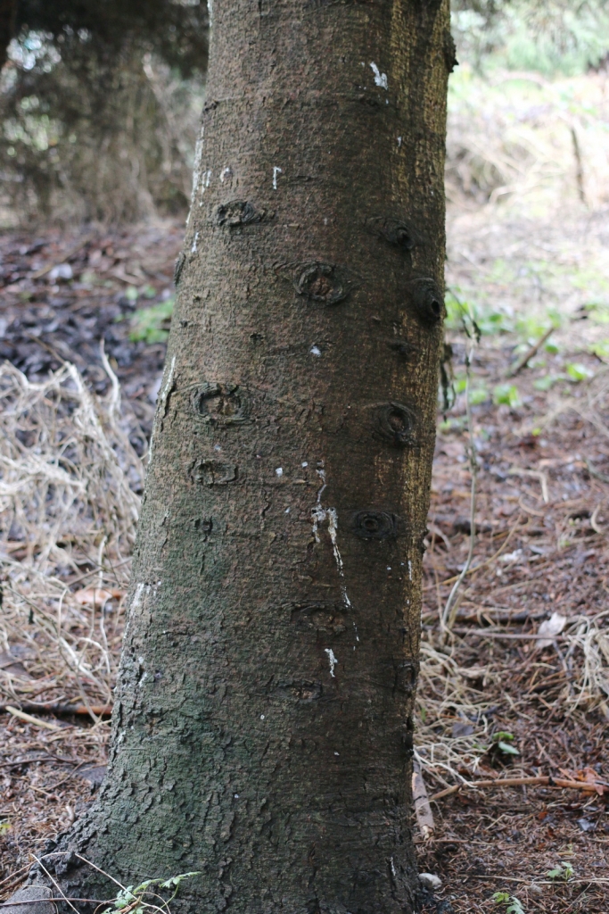 Abies squamata