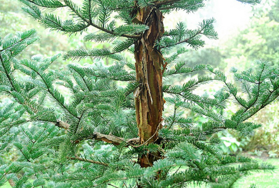 Abies squamata