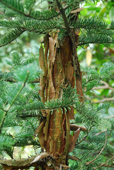 Abies squamata