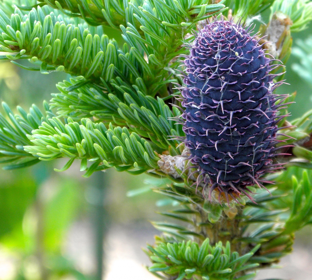 Abies squamata