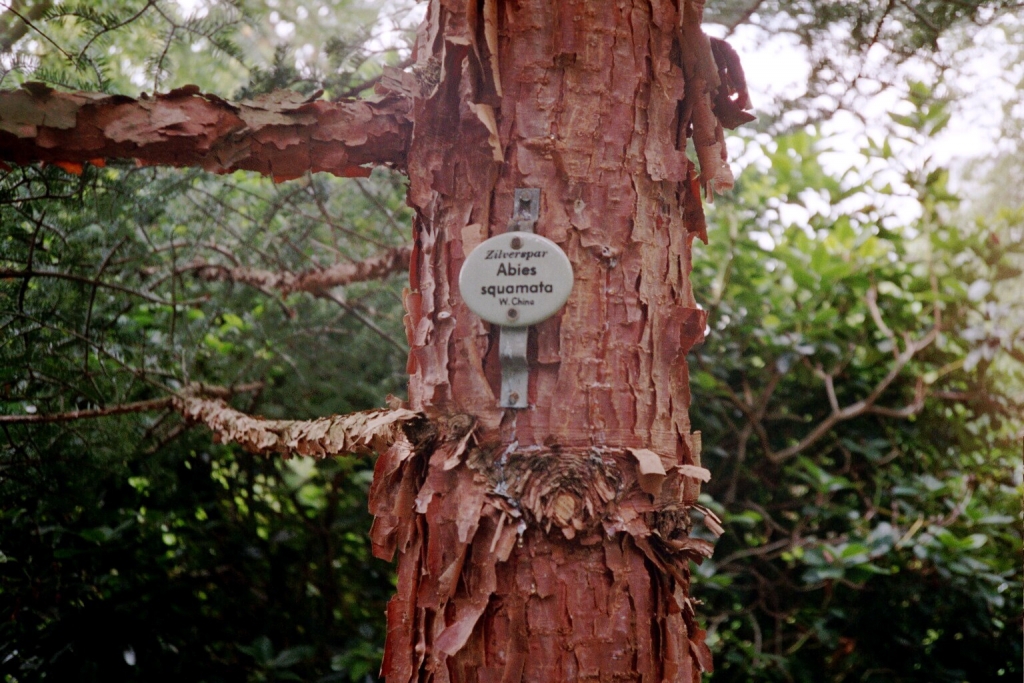 Abies squamata