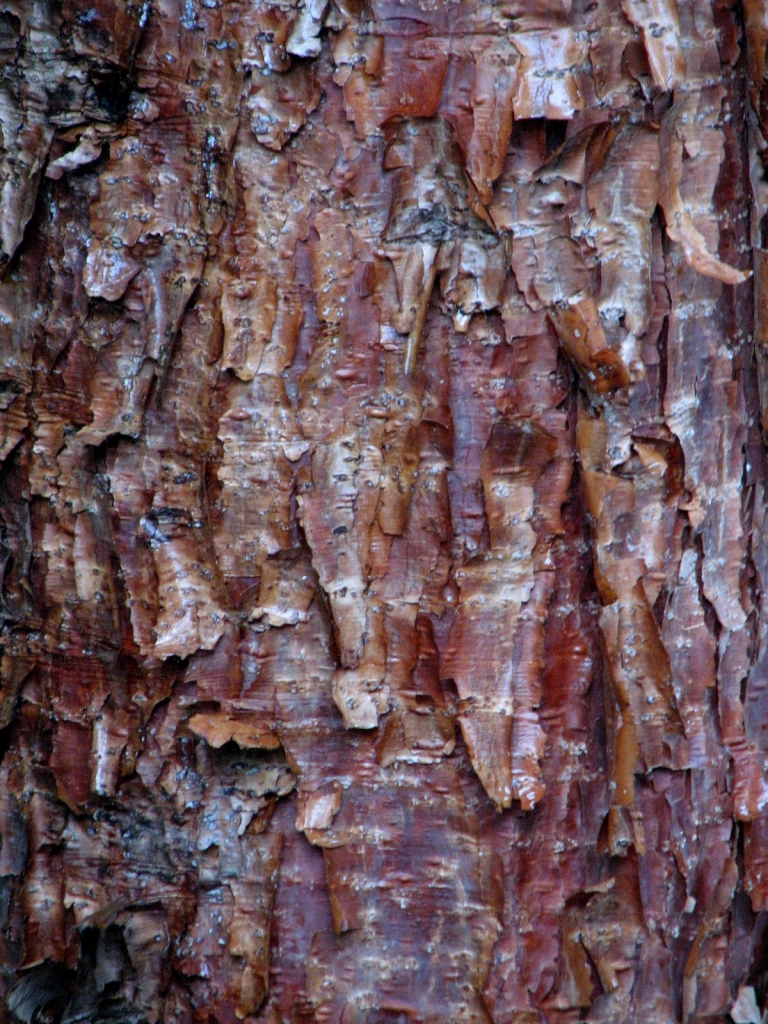 Abies squamata