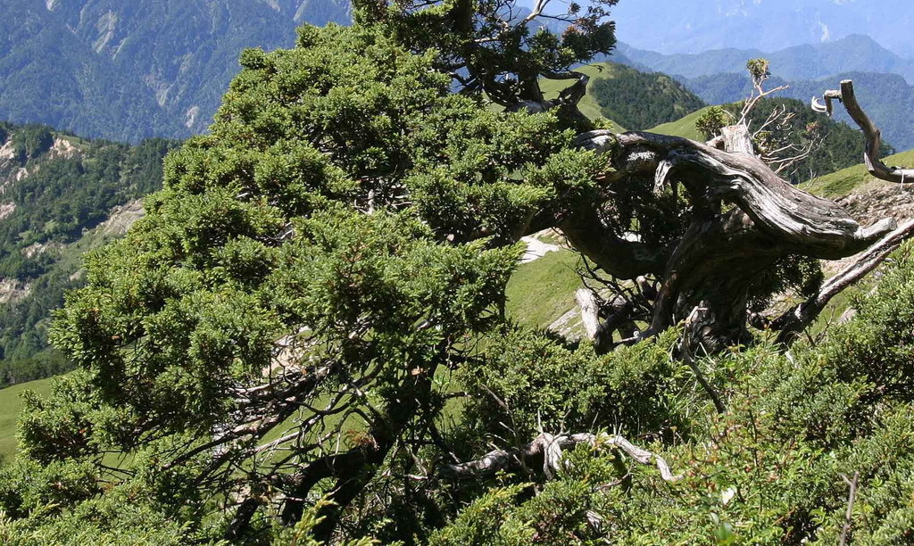 Juniperus squamata