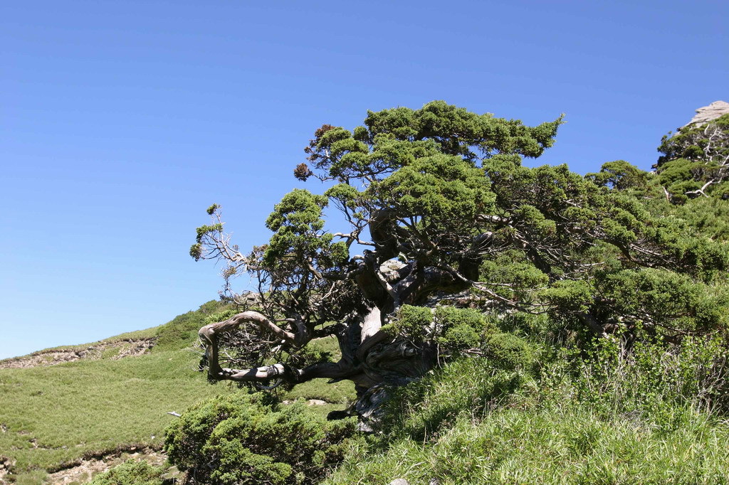 Juniperus squamata