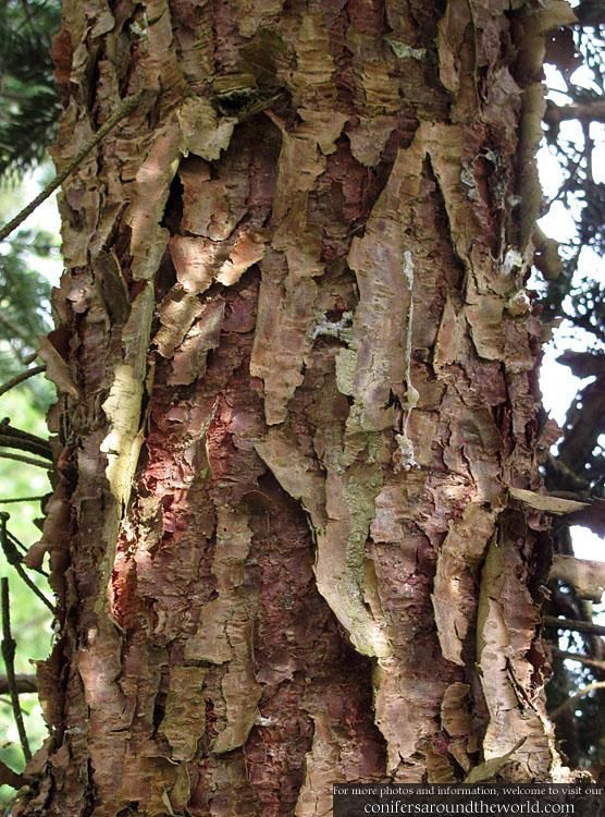 Juniperus squamata