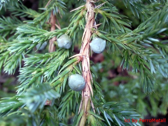 Juniperus squamata
