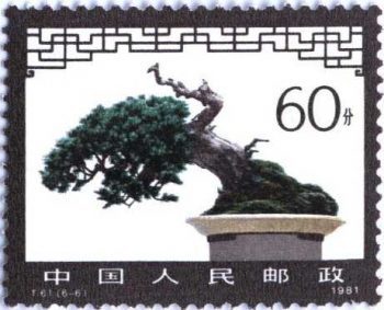 Juniperus squamata