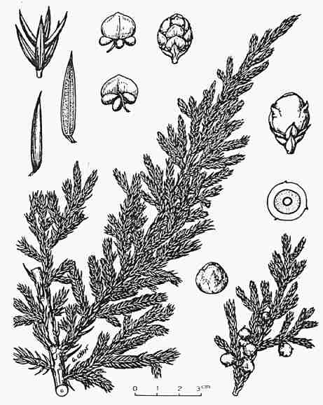 Juniperus squamata