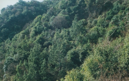 Pinus squamata