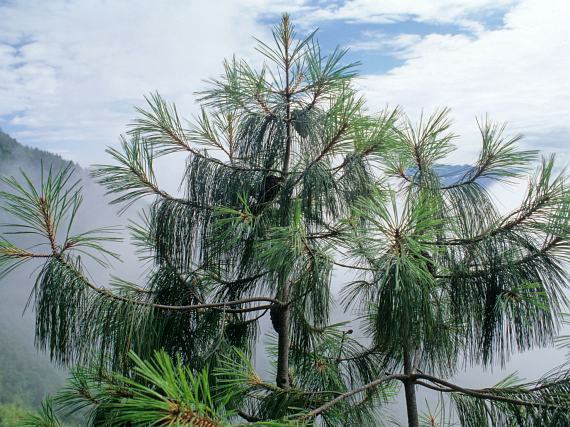 Pinus squamata