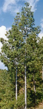 Pinus squamata