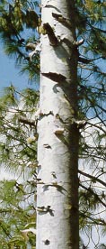 Pinus squamata