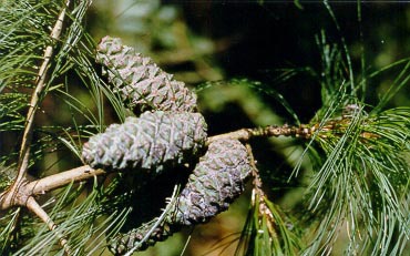 Pinus squamata