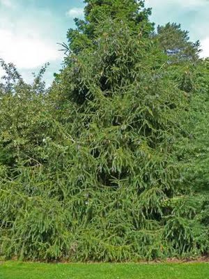 Picea spinulosa