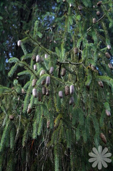Picea spinulosa