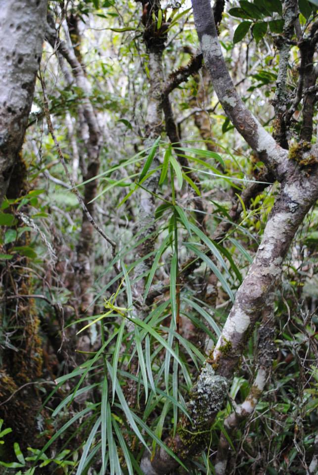 Austrotaxus spicata