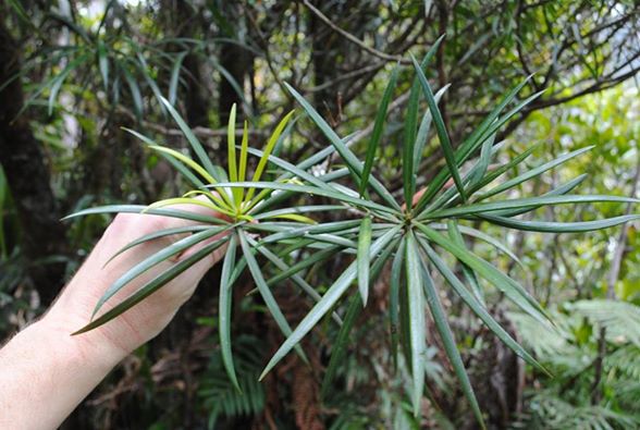 Austrotaxus spicata