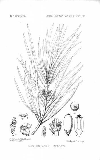 Austrotaxus spicata