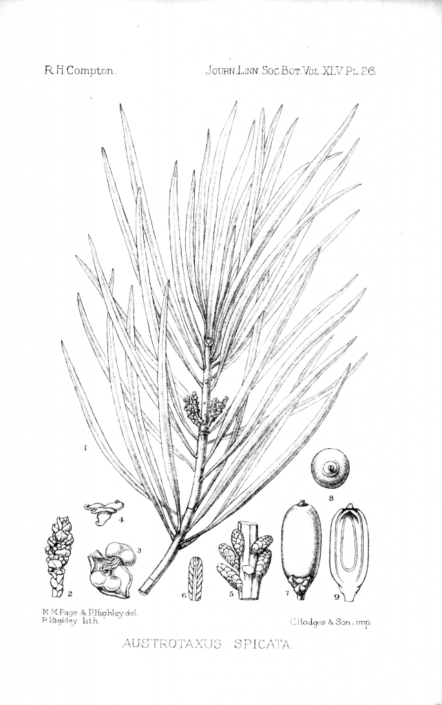 Austrotaxus spicata
