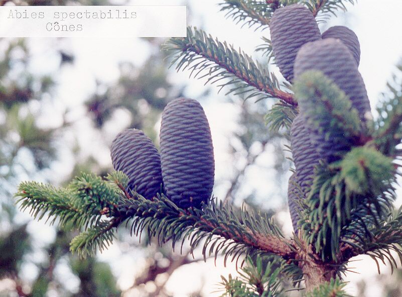 Abies spectabilis