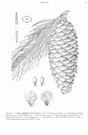 Picea smithiana