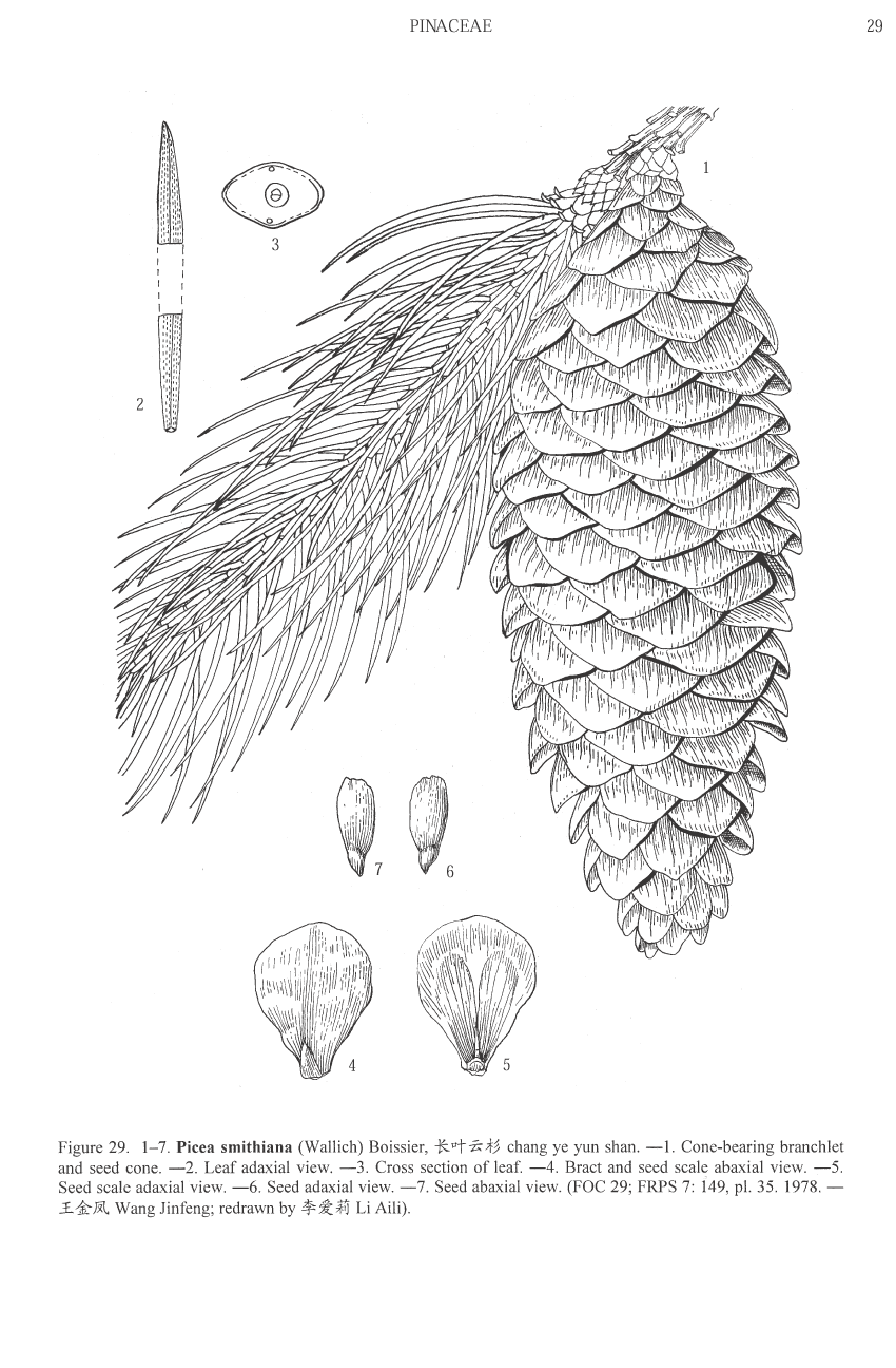 Picea smithiana