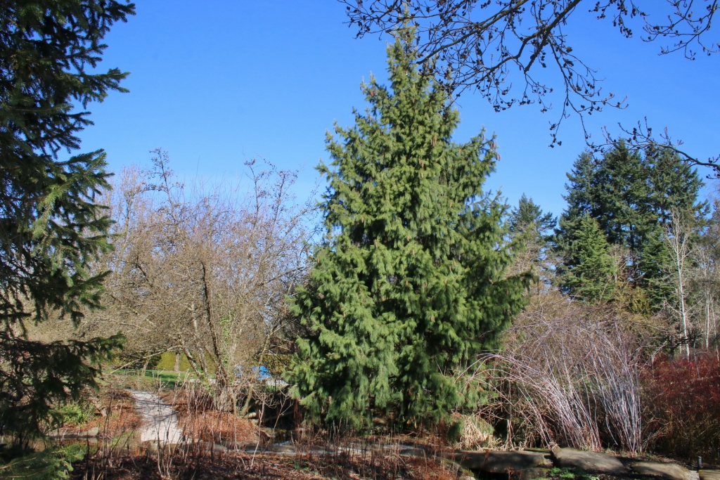 Picea smithiana