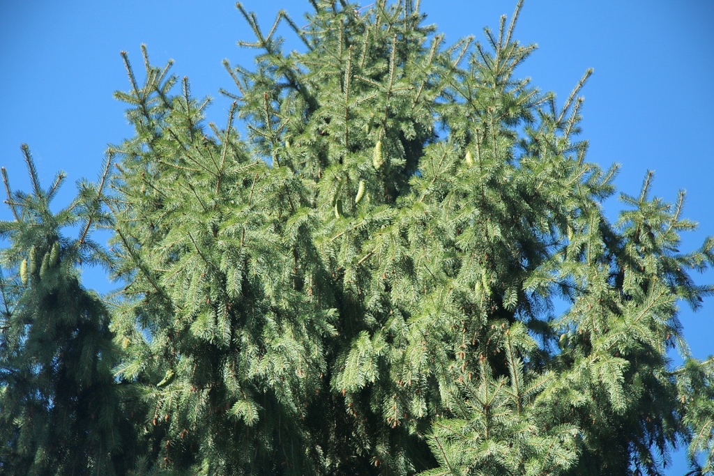 Picea smithiana