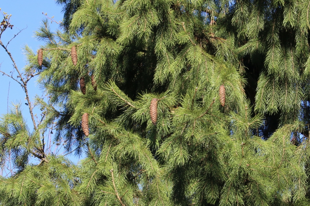 Picea smithiana