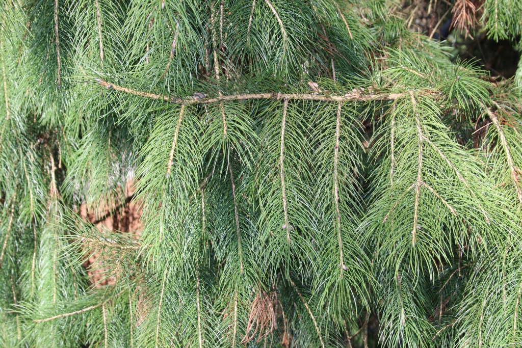 Picea smithiana