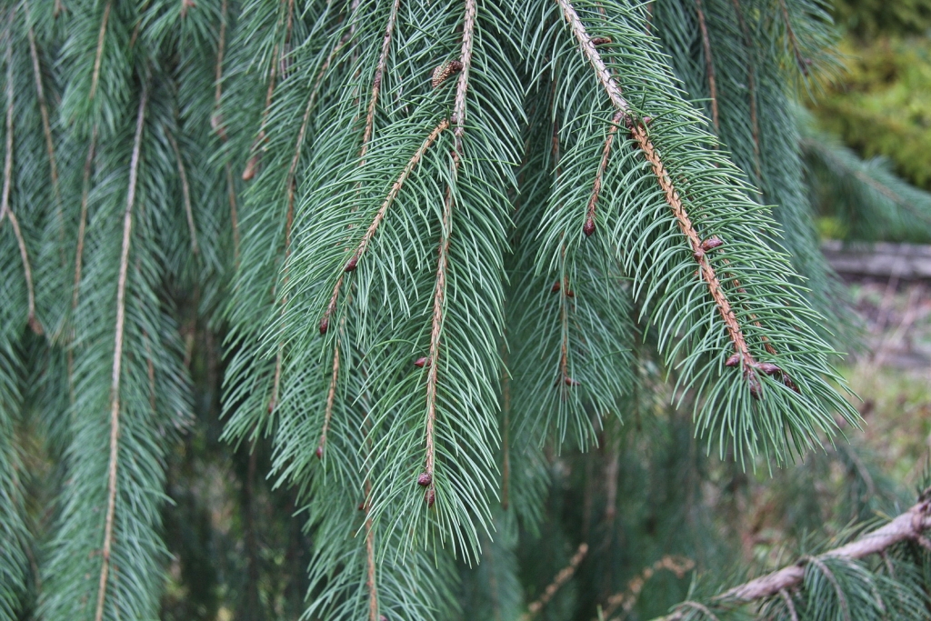 Picea smithiana