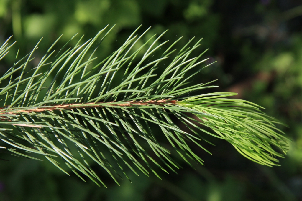 Picea smithiana