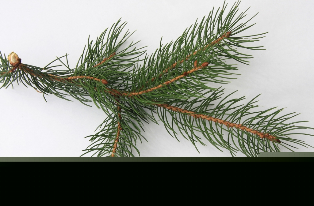 Picea smithiana